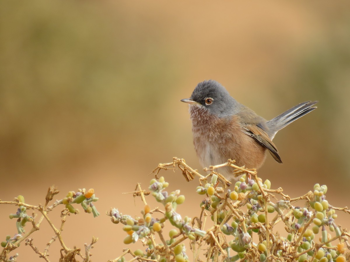 Tristram's Warbler - ML290463731