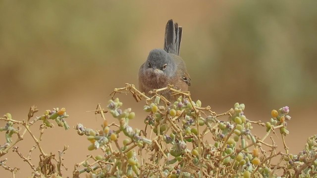 Tristram's Warbler - ML290464031