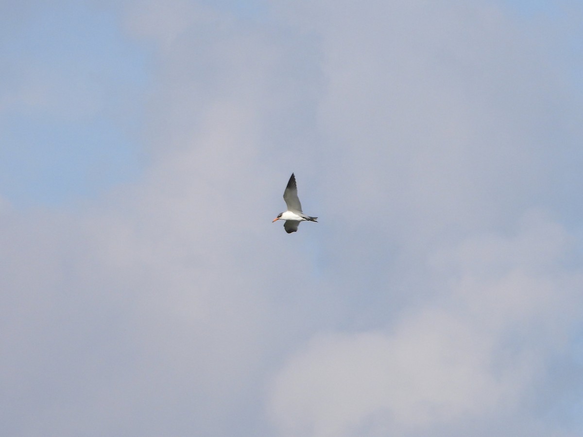 Caspian Tern - ML290465691