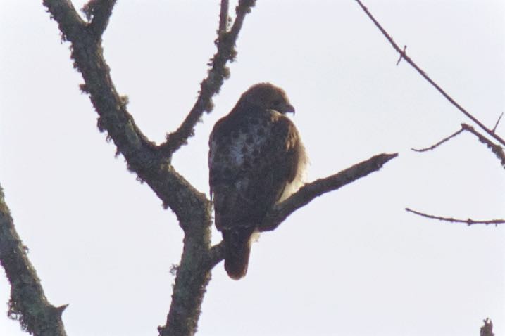 Red-tailed Hawk - ML290468041