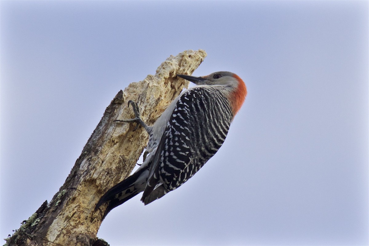 Red-bellied Woodpecker - ML290469301