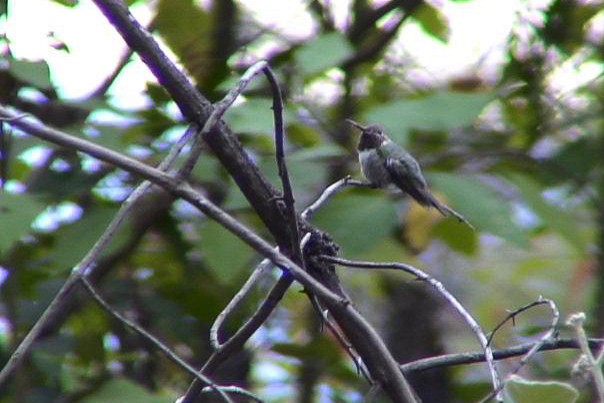 Colibrí Coliancho - ML290473011