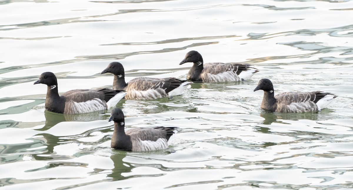 Brant - ML290473171