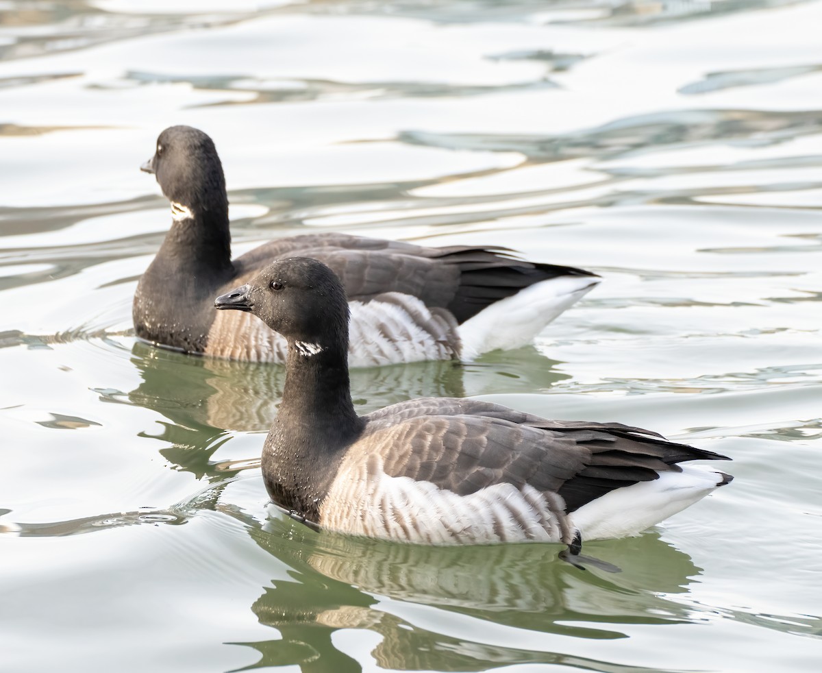 Brant - ML290473191