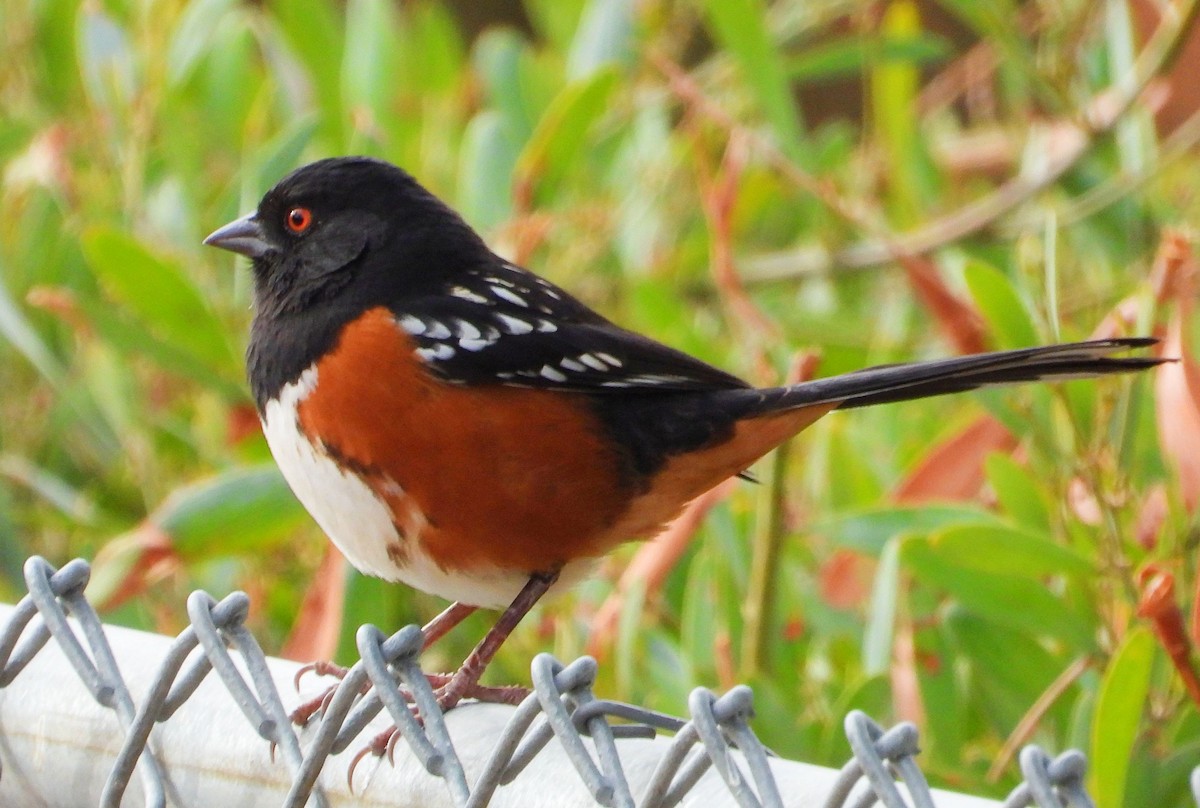 Spotted Towhee - ML290475191