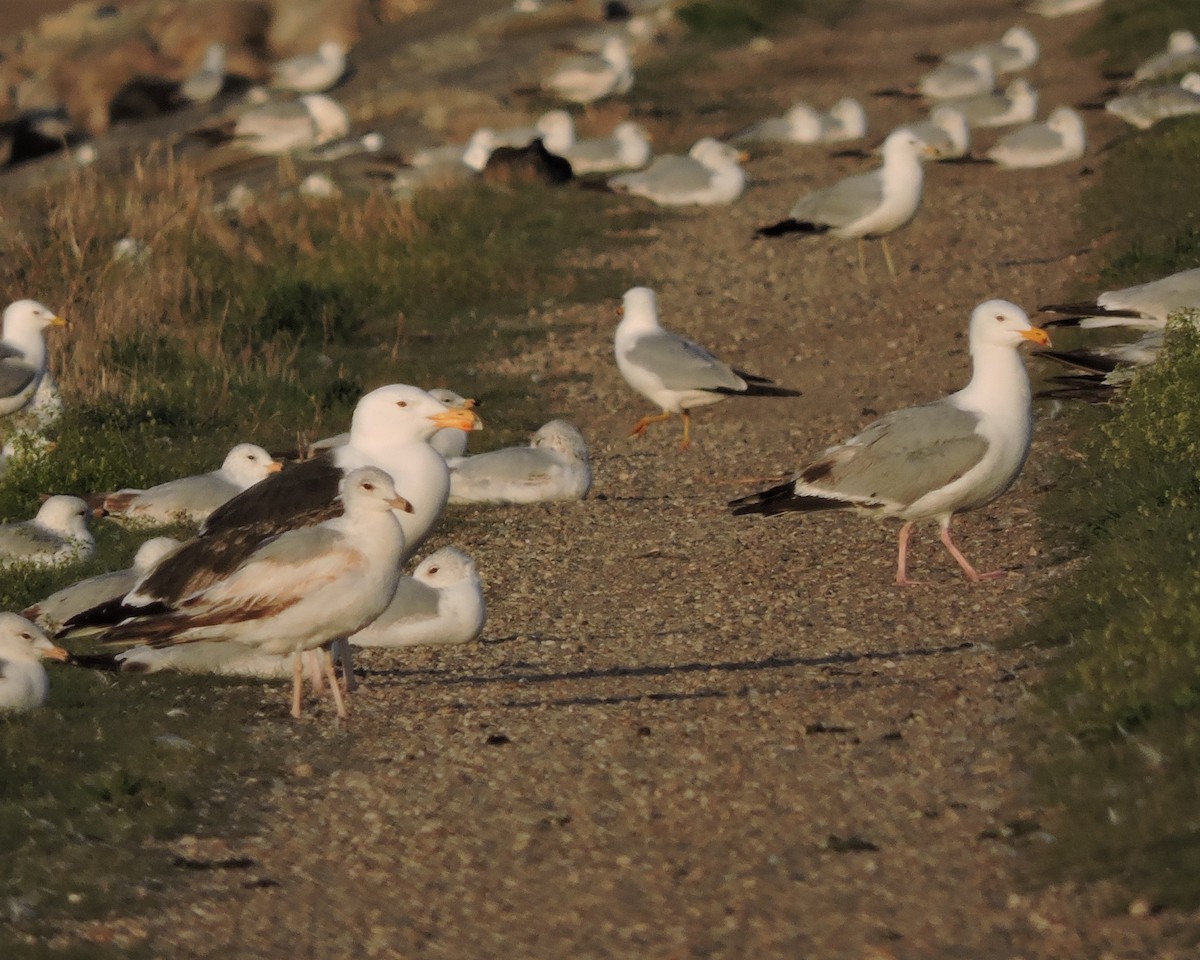 Great Black-backed Gull - ML29047661