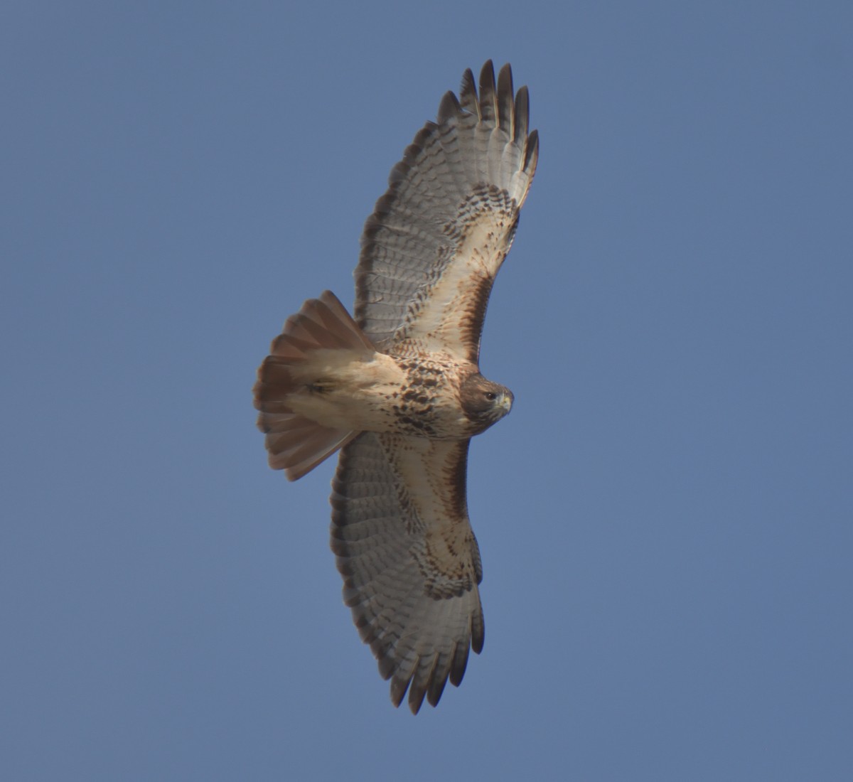 Red-tailed Hawk - ML290476761