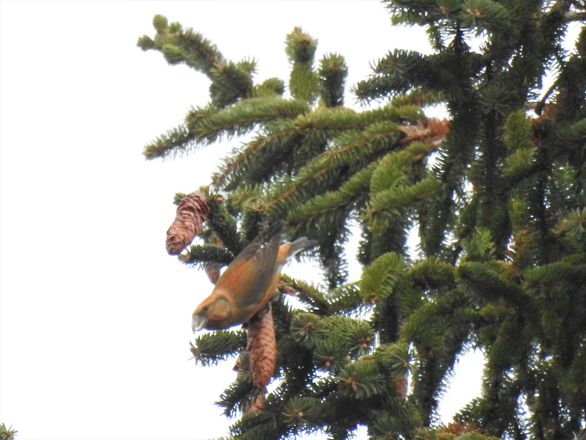 Bec-croisé des sapins - ML290477011