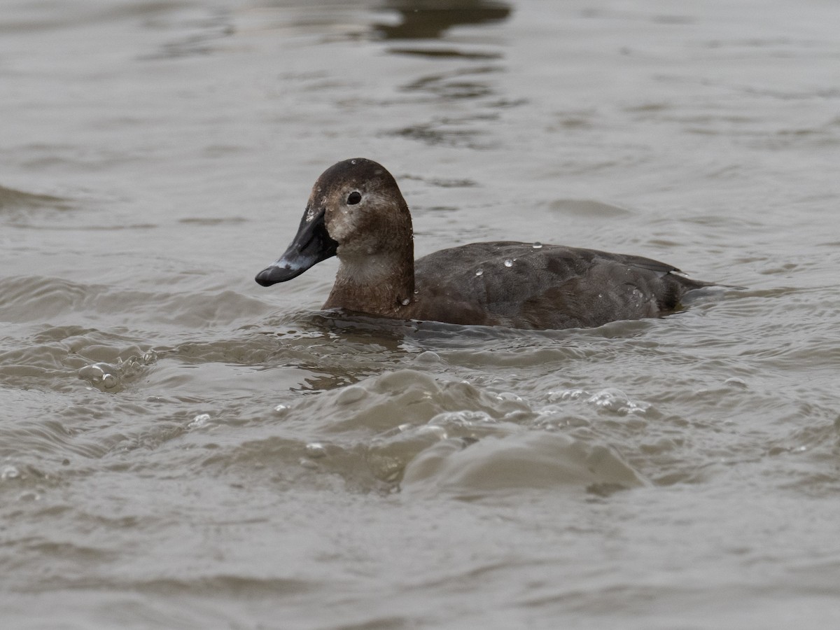 Common Pochard - Simon Colenutt