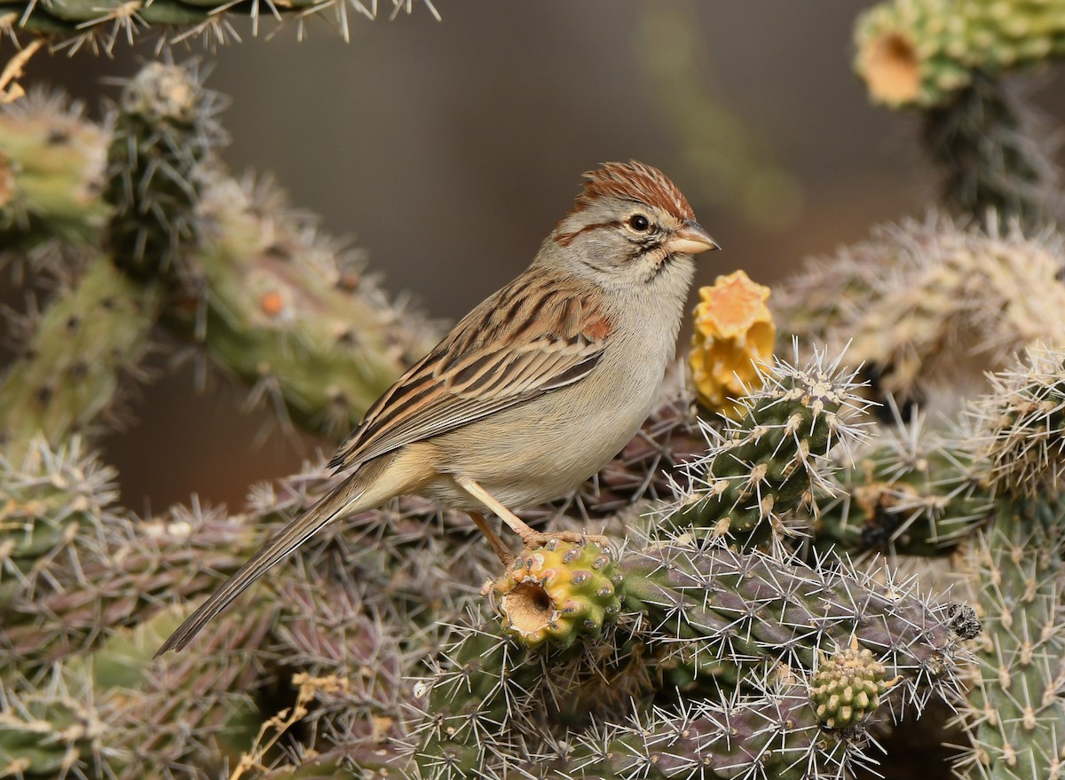 Rufous-winged Sparrow - Tony Battiste