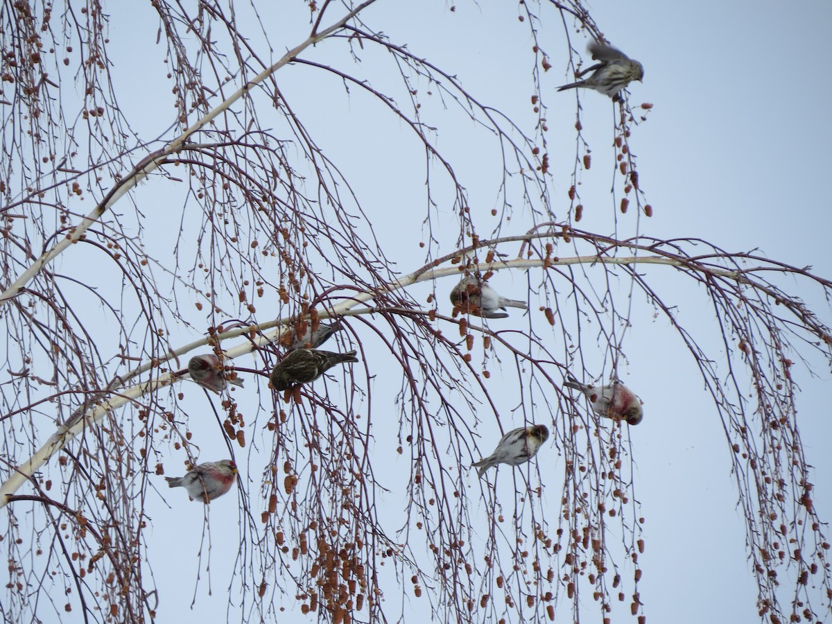 Common Redpoll - ML290486941