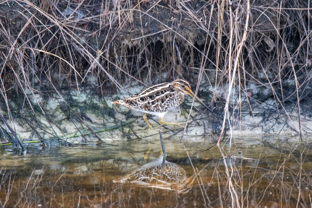 Wilson's Snipe - ML290487071