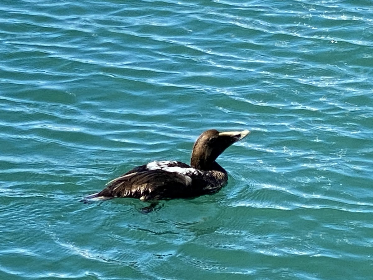 Common Eider - ML290488981