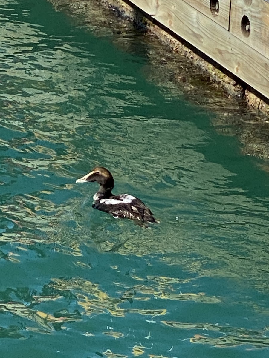 Common Eider - ML290488991