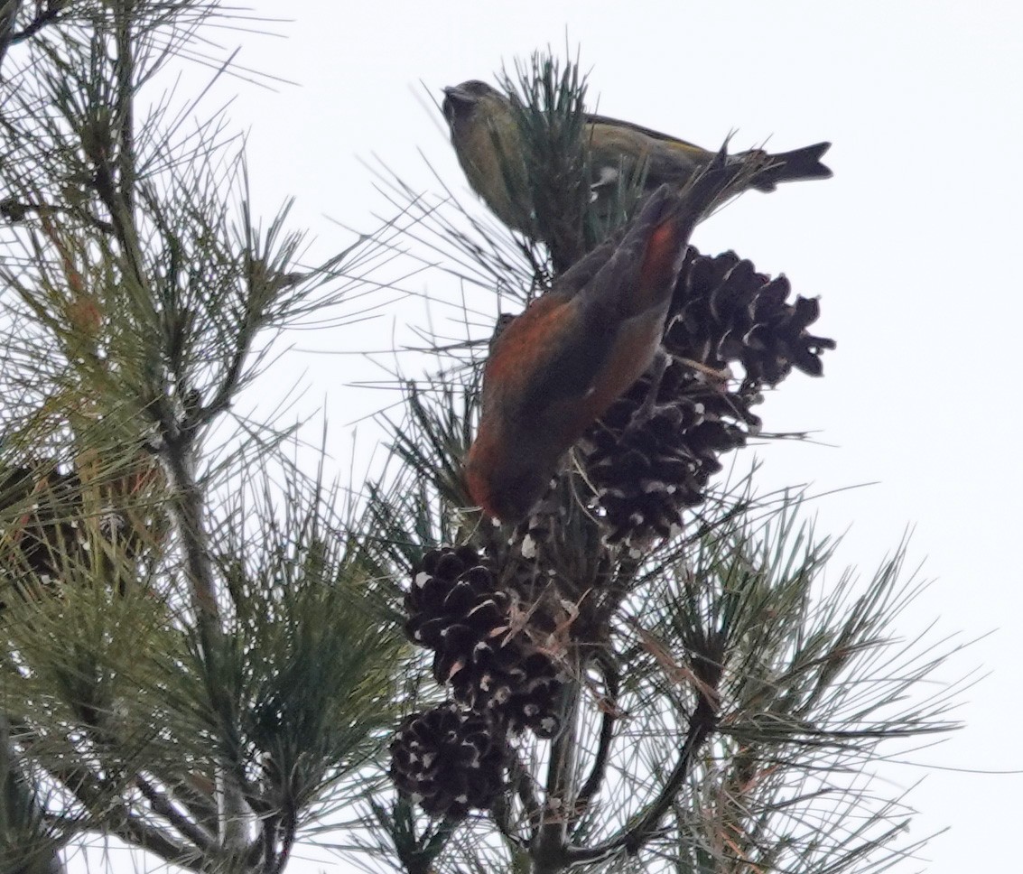 Red Crossbill - mc coburn