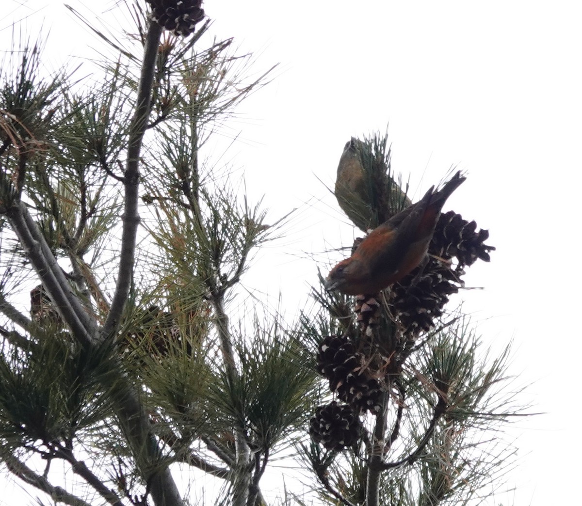 Red Crossbill - ML290489061