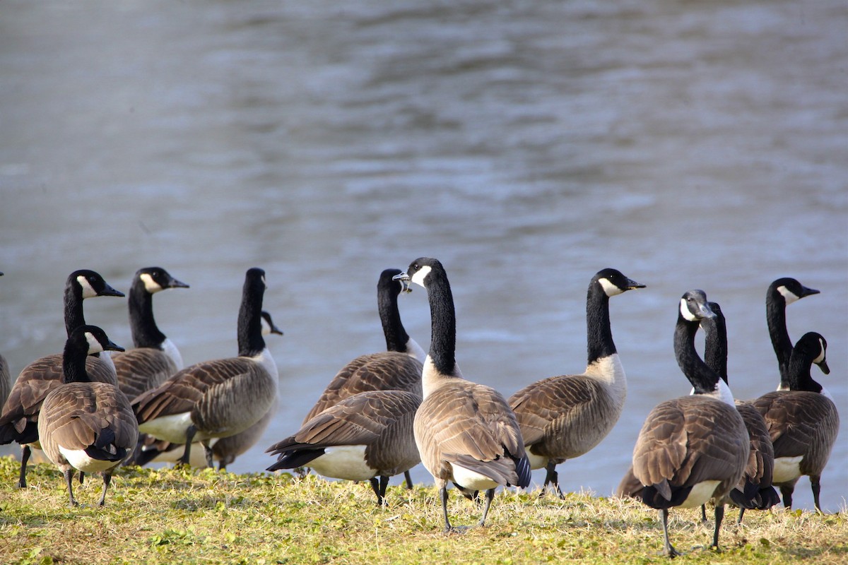 Canada Goose - ML290489651