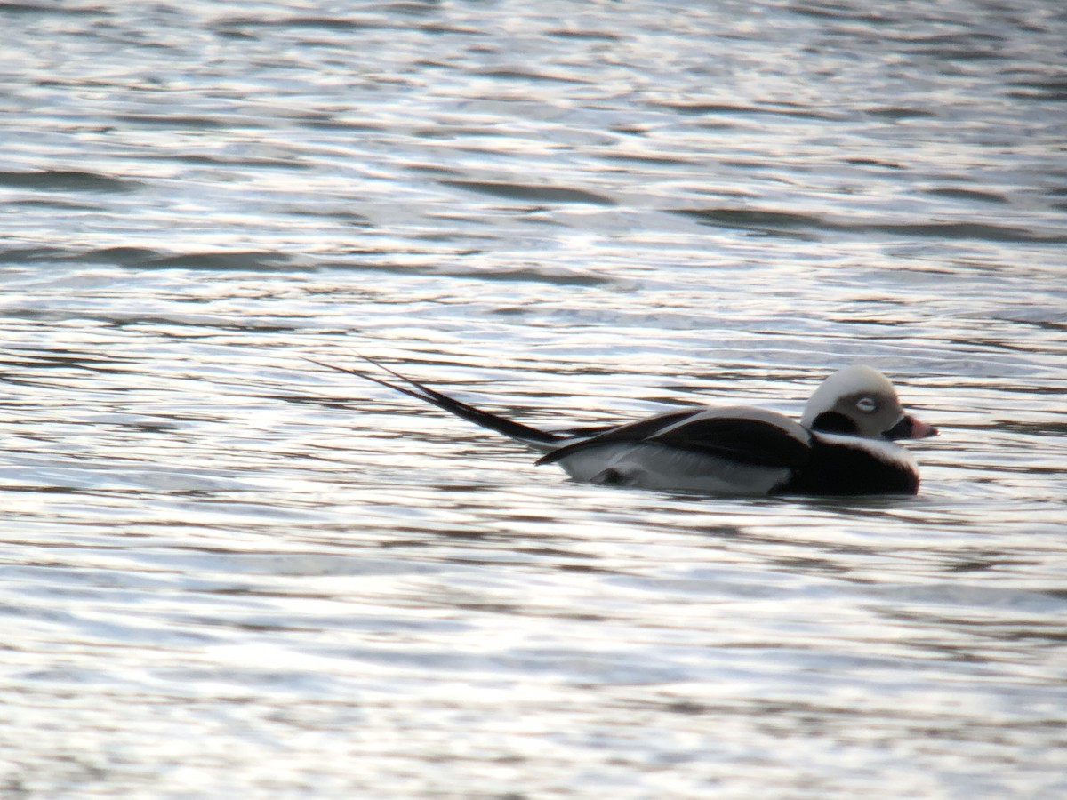 Long-tailed Duck - ML290490071