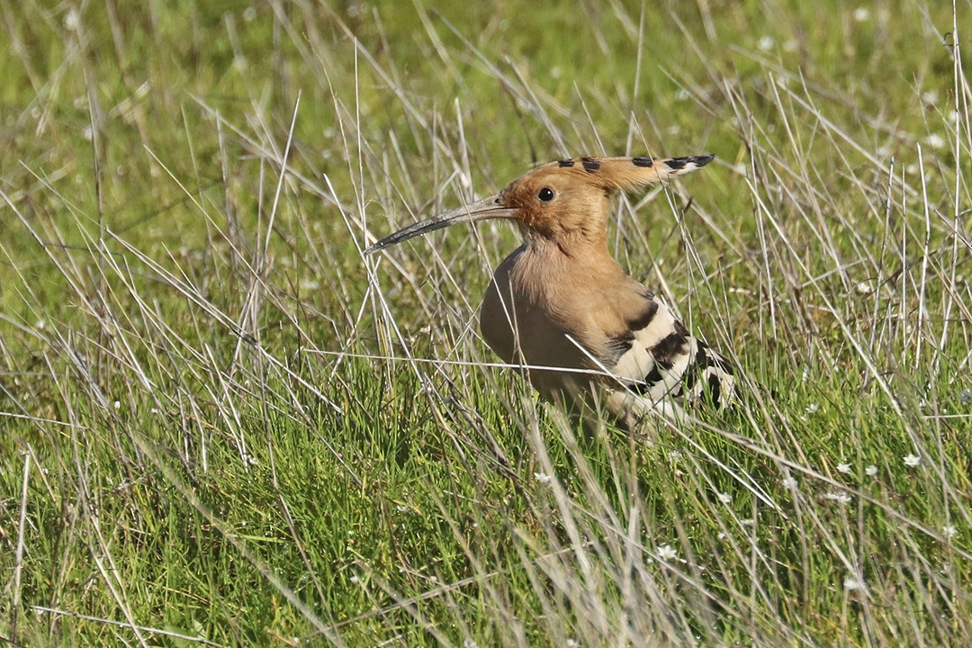 Eurasian Hoopoe - Francisco Barroqueiro