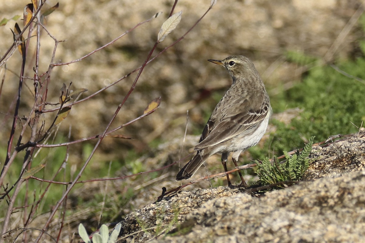 Water Pipit - Francisco Barroqueiro