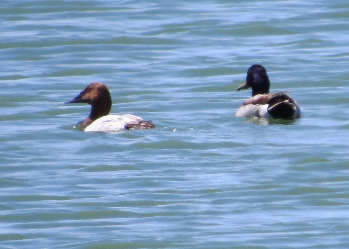 Canvasback - ML29049051