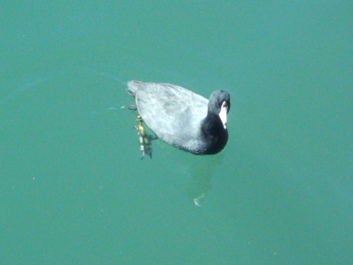 American Coot - ML290493761