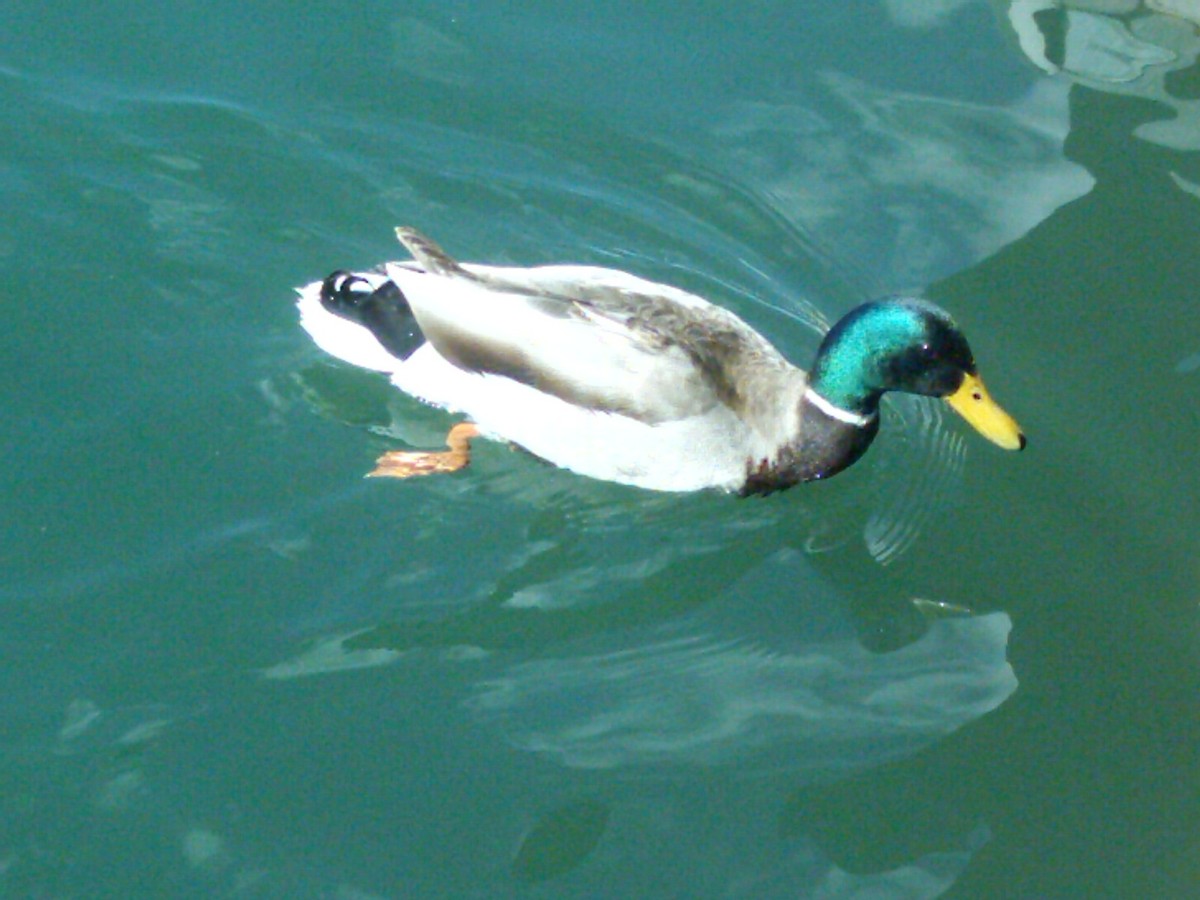 Mallard - ML290493771