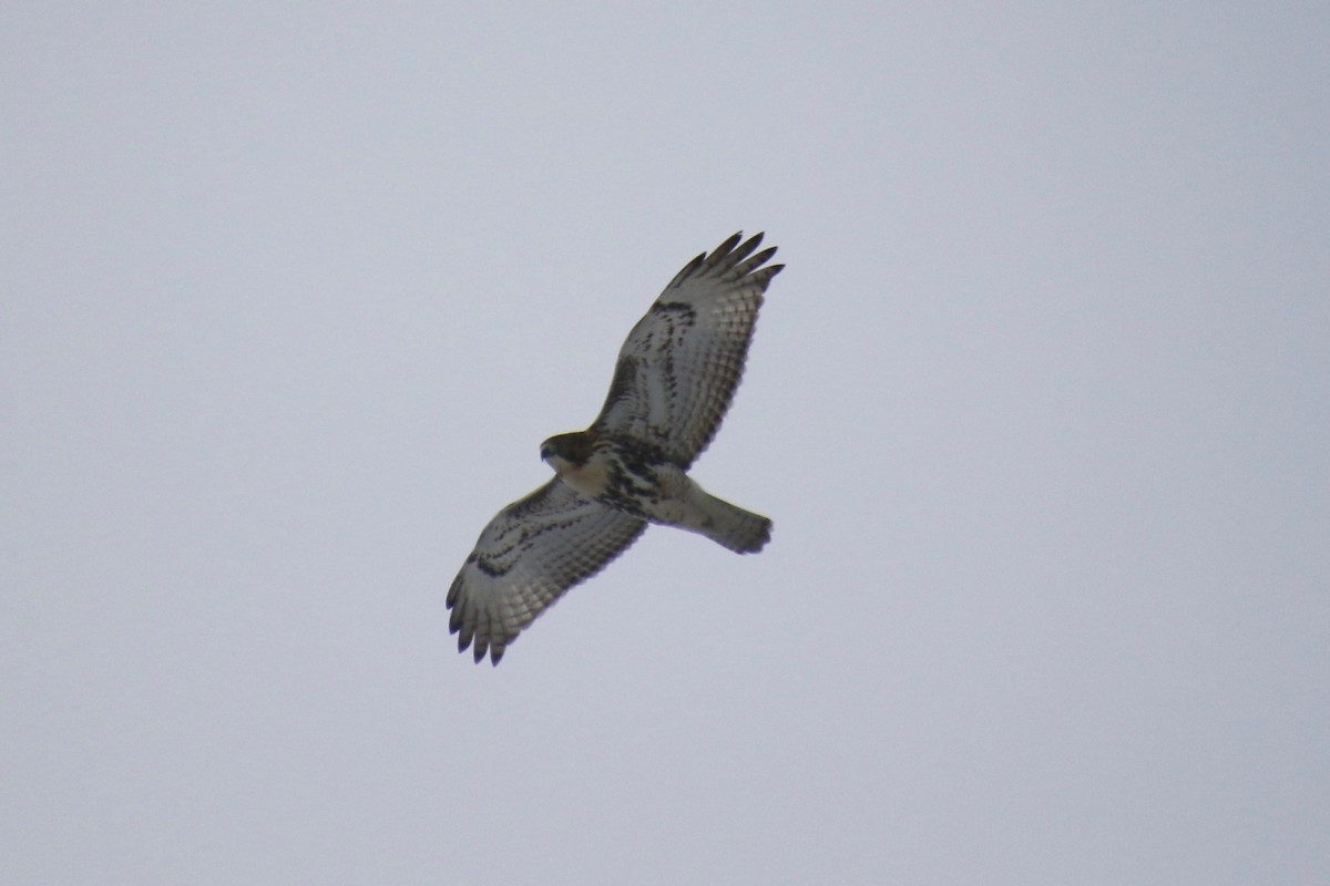 Red-tailed Hawk - ML290494551