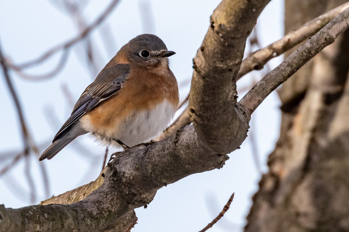 Eastern Bluebird - ML290495101