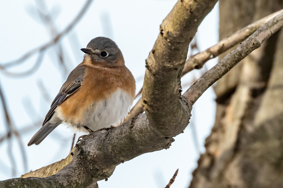 Eastern Bluebird - ML290495111