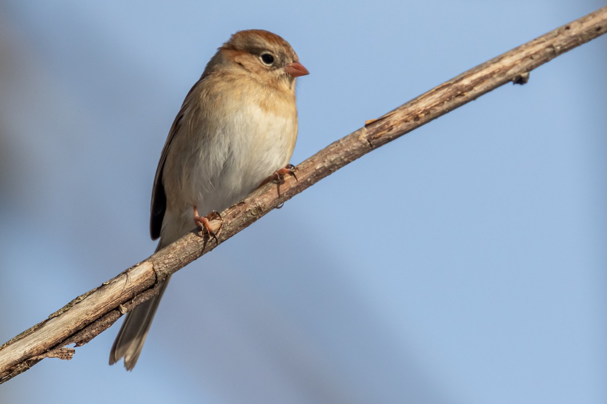 Field Sparrow - ML290495161