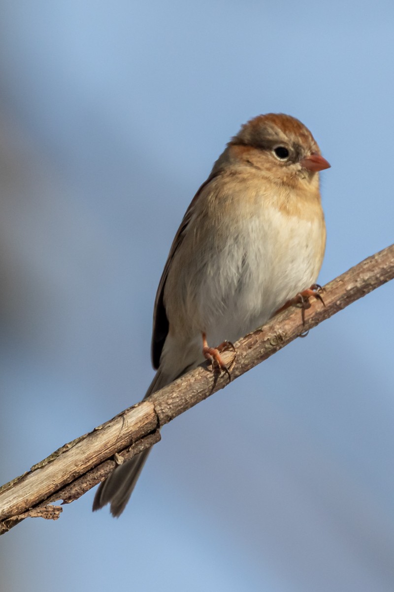 Field Sparrow - ML290495201