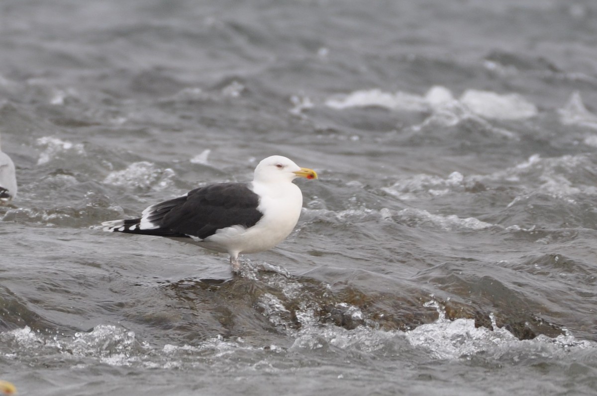 Great Black-backed Gull - ML290497831