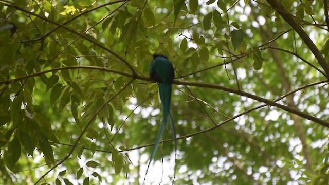 Resplendent Quetzal - ML290498821