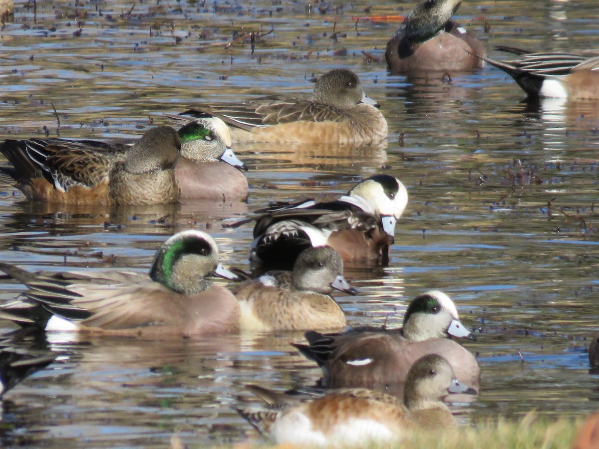 American Wigeon - ML290501001