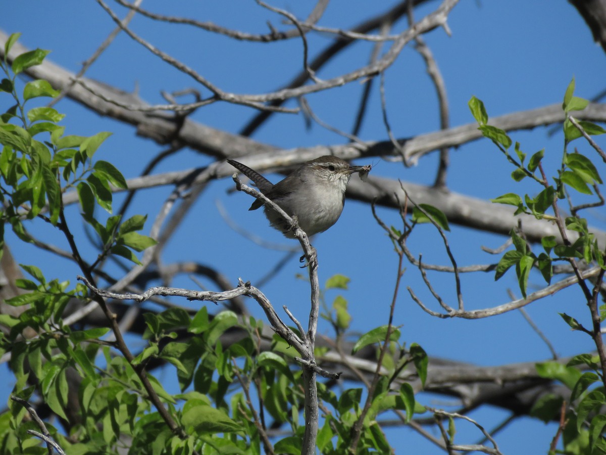 Bewick's Wren - ML290502021