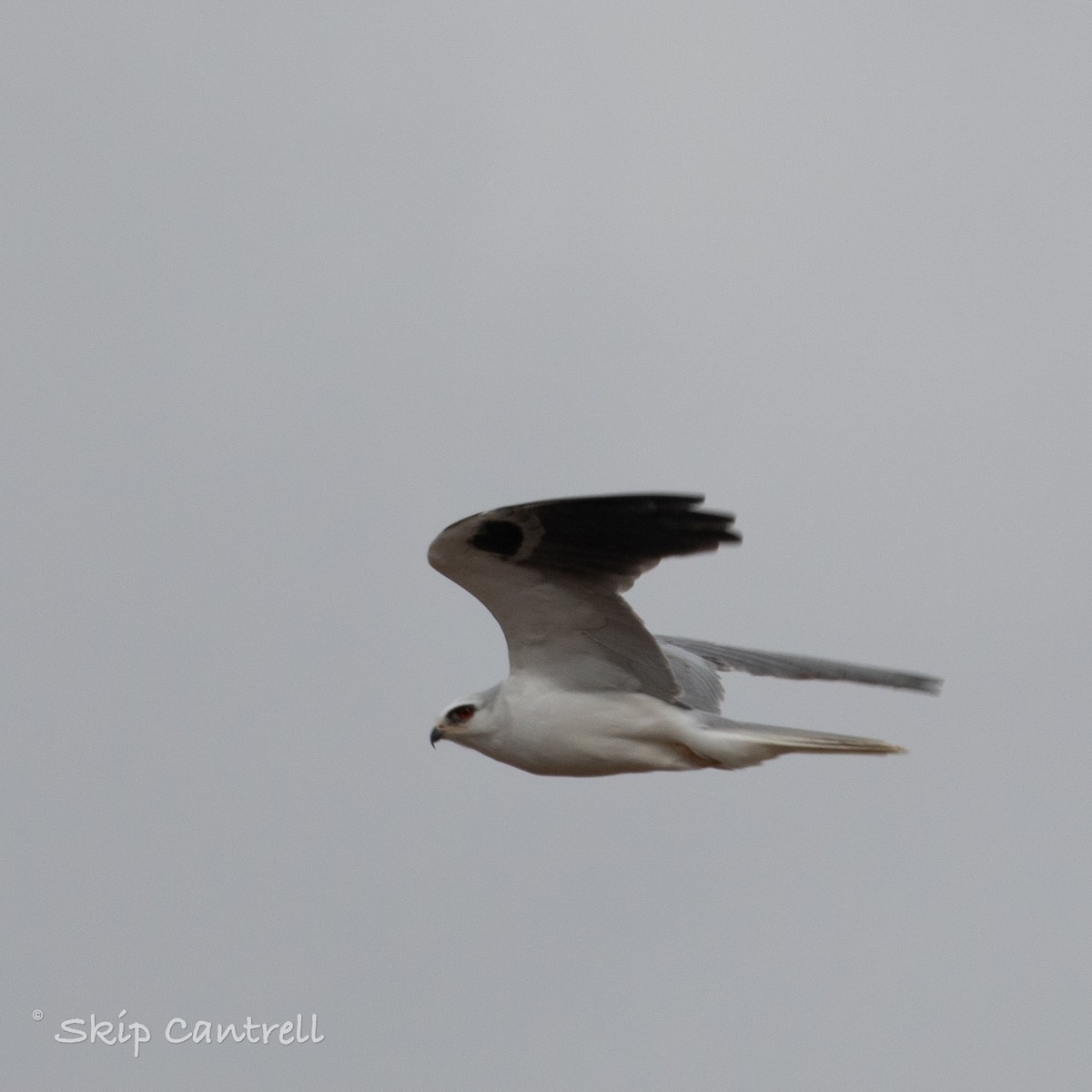 White-tailed Kite - ML290502181
