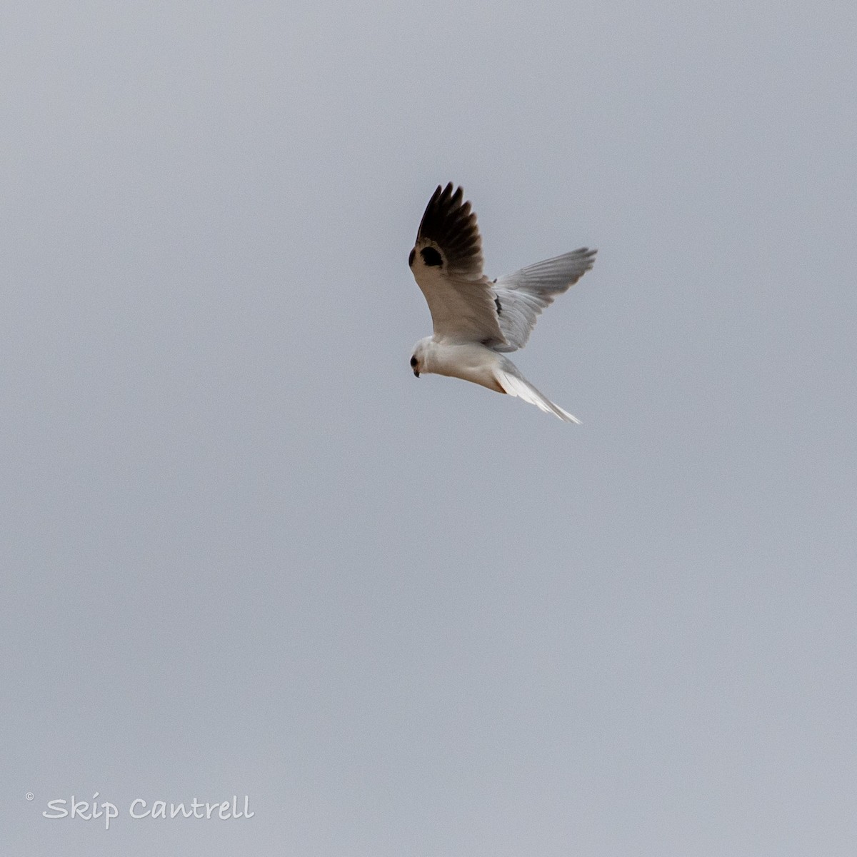 White-tailed Kite - ML290502191