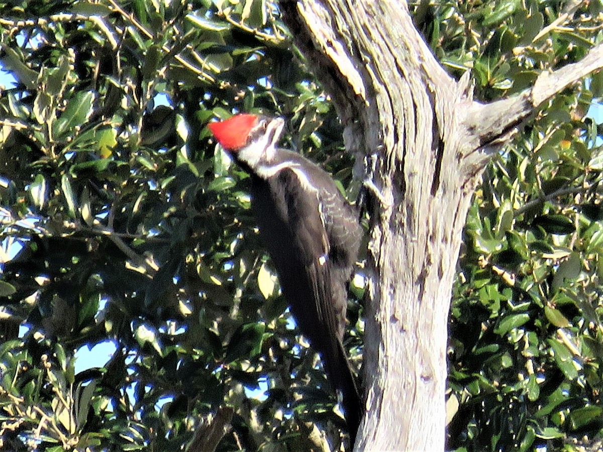 Pileated Woodpecker - Judy Robichaux