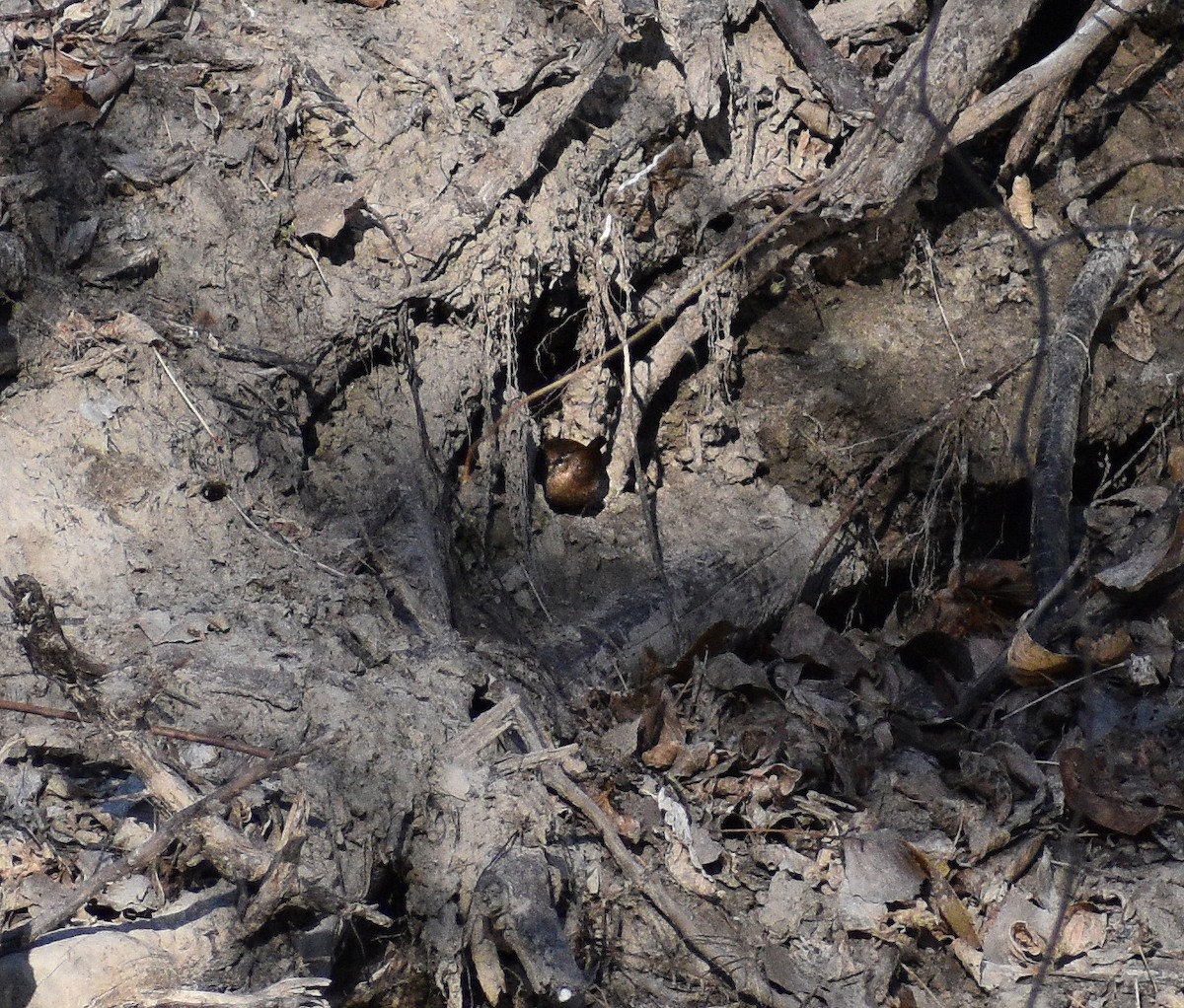 Winter Wren - ML290503801