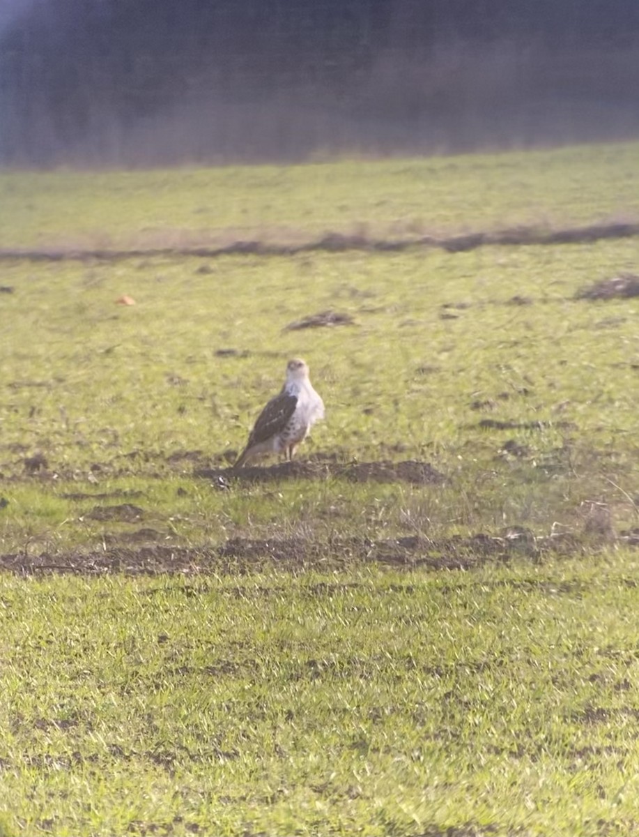 Ferruginous Hawk - ML290505021