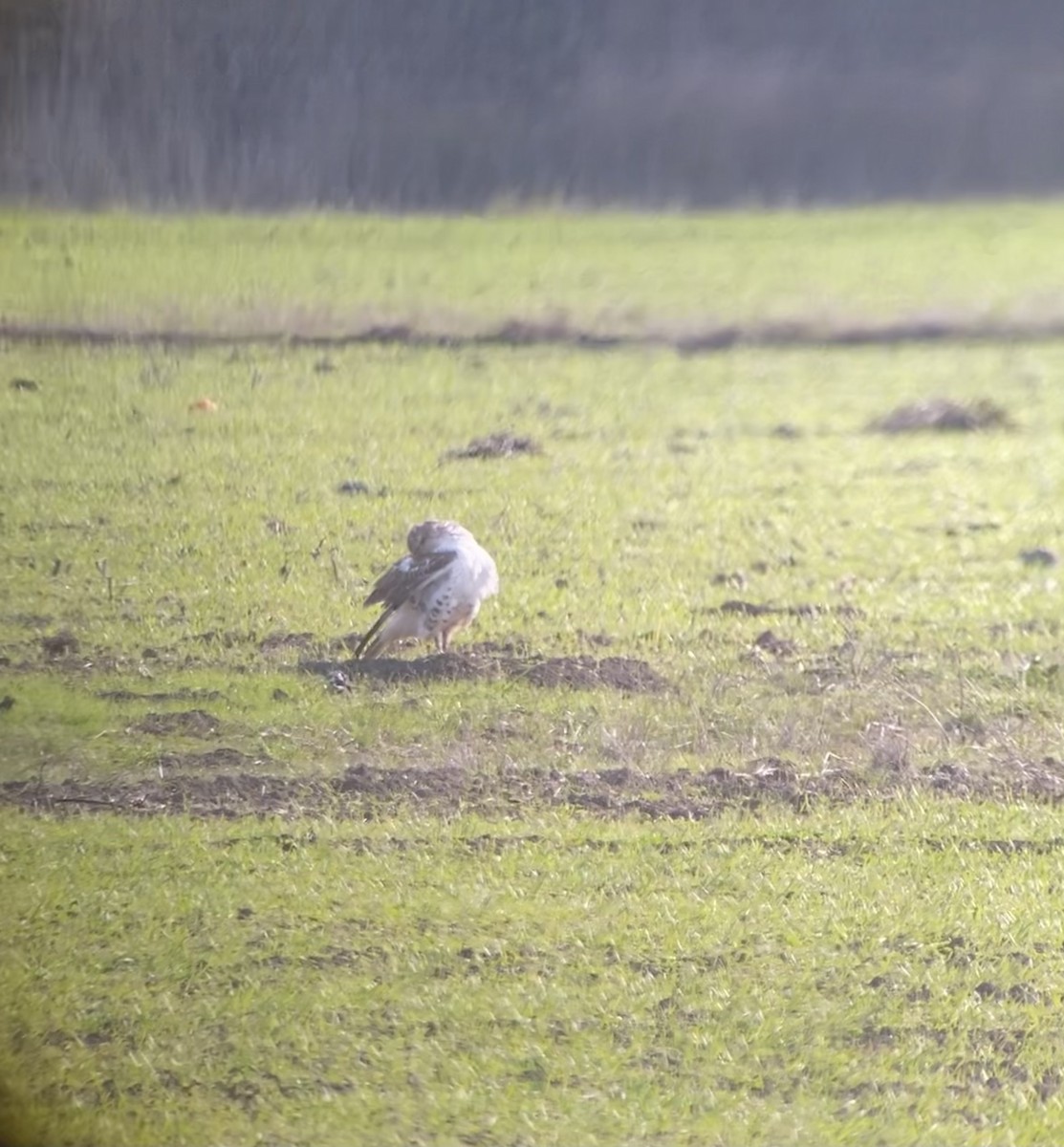 Ferruginous Hawk - ML290505151