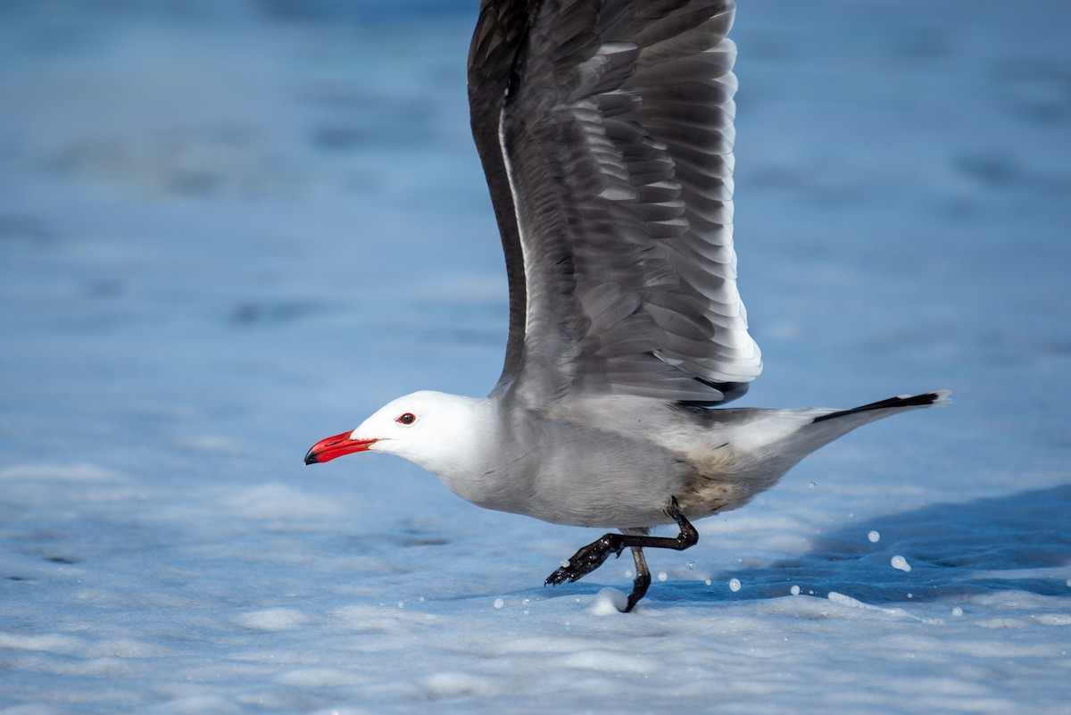 Heermann's Gull - ML290507161