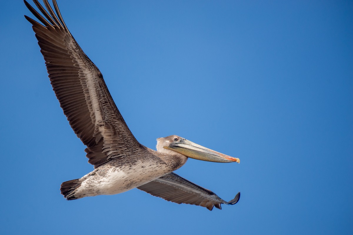 Brown Pelican - ML290507251