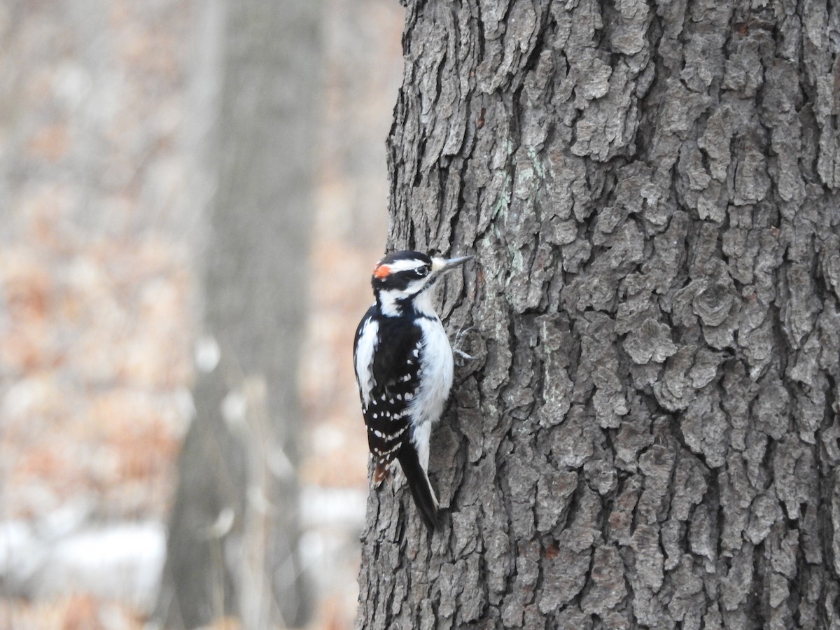 Hairy Woodpecker - ML290509911