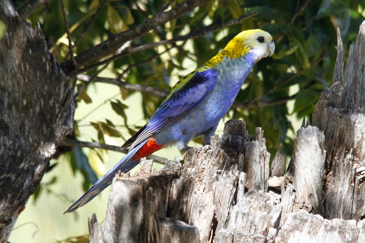 Pale-headed Rosella - Alan Atkinson