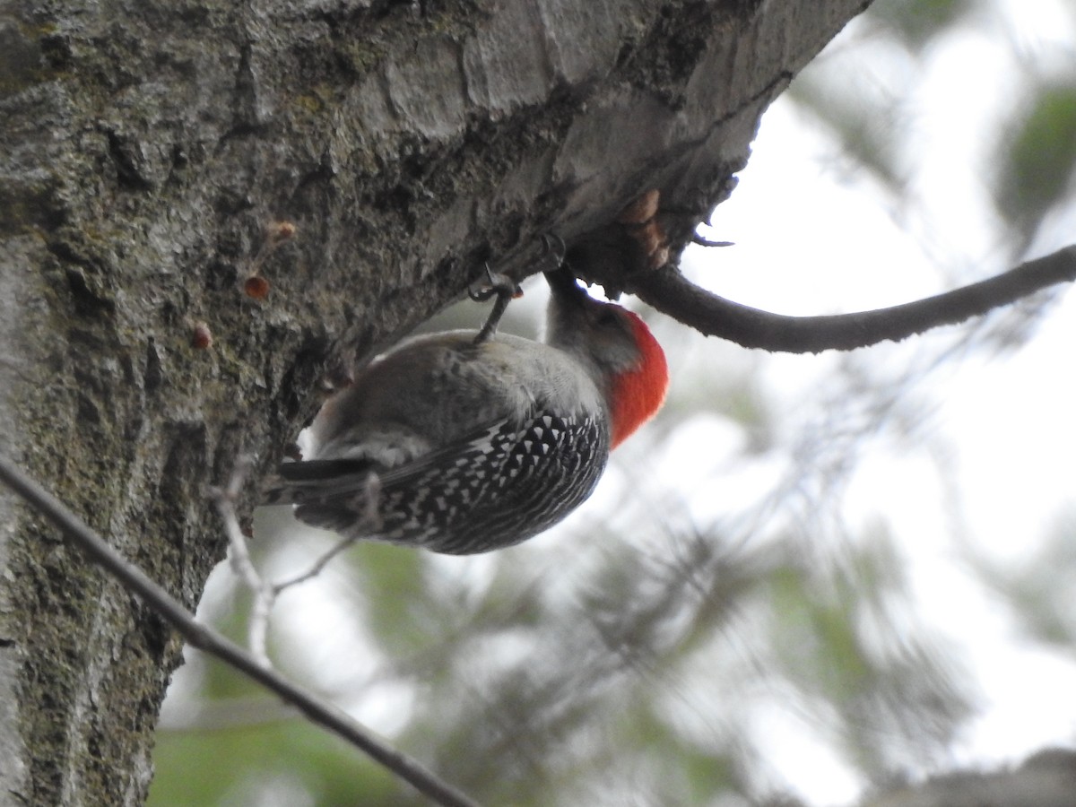 Red-bellied Woodpecker - Connor Smith