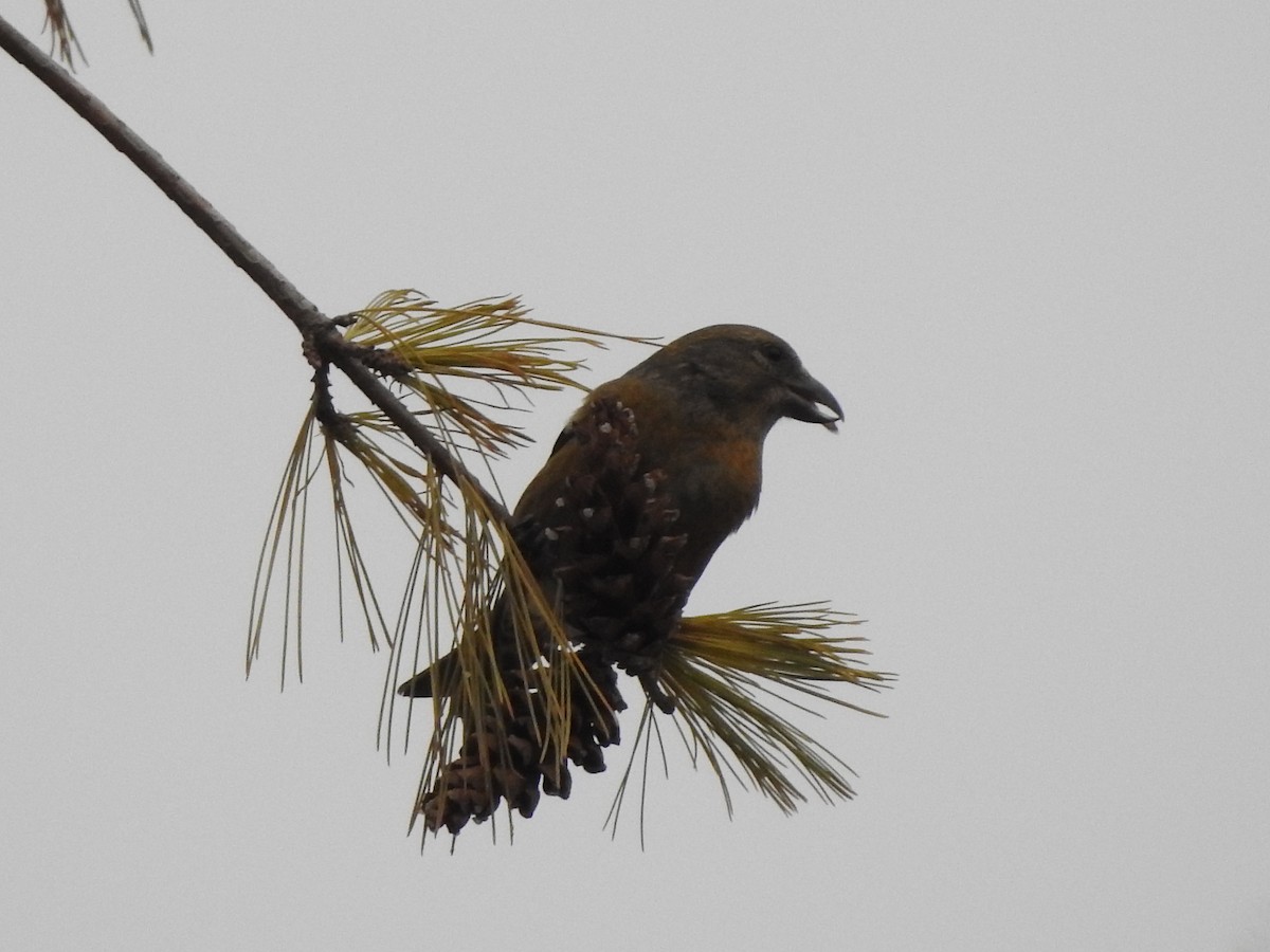 Red Crossbill (Northeastern or type 12) - Connor Smith