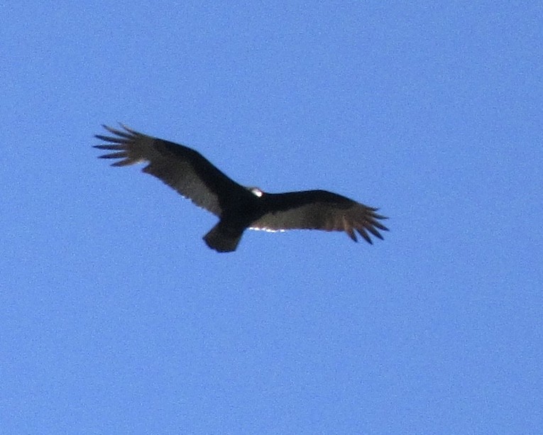 Turkey Vulture - ML290511191