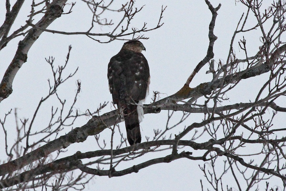 Cooper's Hawk - Christiane Girard